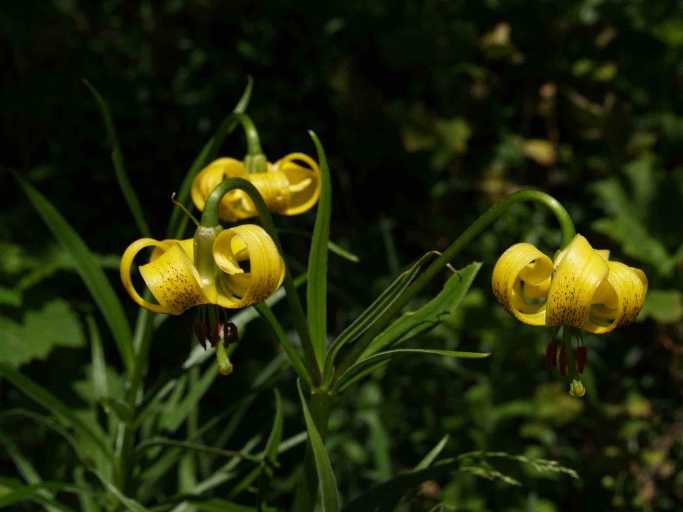 Lily, Turk's-Cap flower